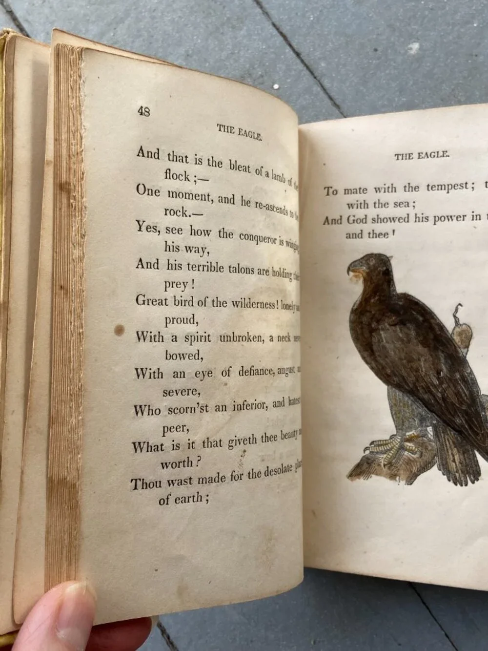 Antique 1847 Mary Howitt Sketches of Natural History Victorian Illustrated Book